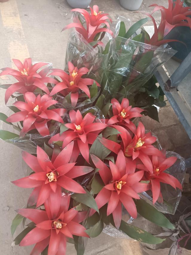花卉批發(fā)市場(chǎng)在哪里花卉批發(fā)價(jià)格（花卉批發(fā)市場(chǎng)電話地址）