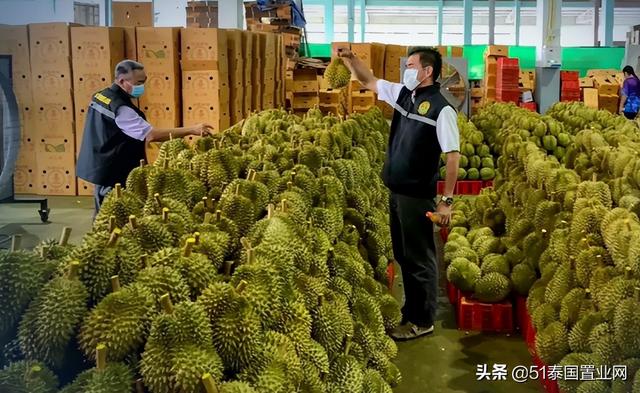 泰國榴蓮批發(fā)市場進貨渠道有哪些（泰國榴蓮批發(fā)市場進貨渠道圖片）