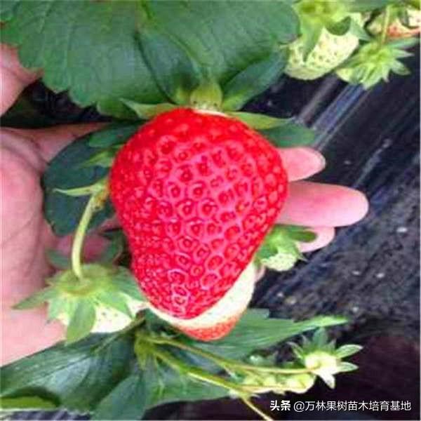 草莓苗批發(fā)市場(chǎng)，草莓苗批發(fā)？