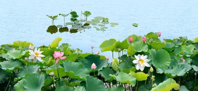 水生植物批發(fā)種植基地，水生植物批發(fā)種植基地成都？
