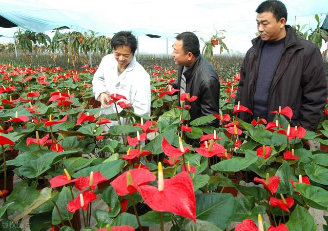 花卉批發(fā)市場進(jìn)貨渠道，花卉批發(fā)市場進(jìn)貨渠道地址？
