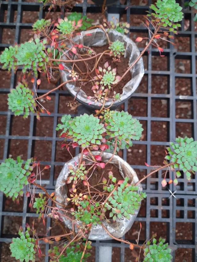 水生植物批發(fā)種植基地在哪里，水生植物批發(fā)種植基地地址？