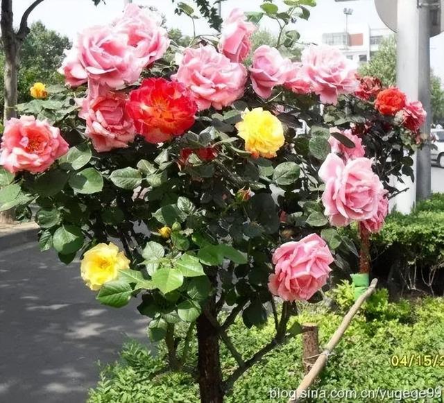 哪里批發(fā)月季苗桂林，桂林月季種植基地？