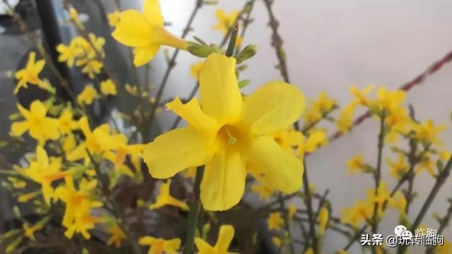 黑膏藥批發(fā)膏藥加工，黑膏藥批發(fā)膏藥加工0320？