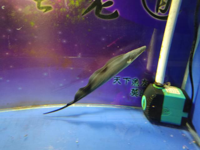 觀賞魚魚缸批發(fā)市場(chǎng)，觀賞魚缸批發(fā)價(jià)格？