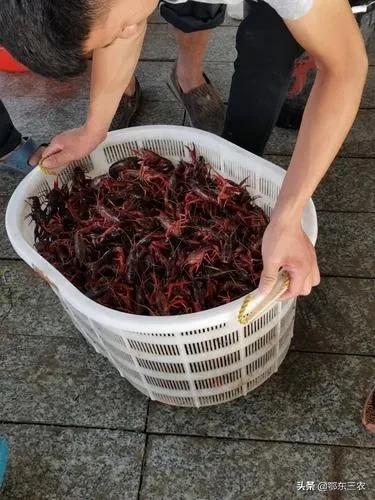 小龍蝦哪里批發(fā)最便宜電話號碼，那里小龍蝦批發(fā)便宜？