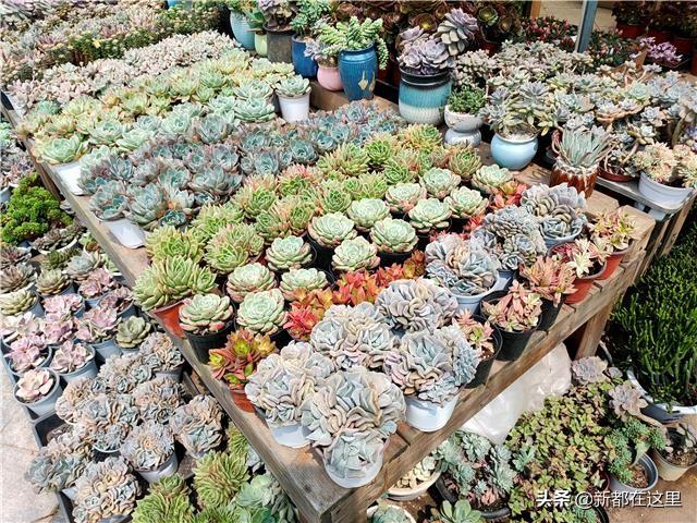 廣州花卉市場批發(fā)在哪里進(jìn)，廣州花卉市場批發(fā)在哪里賣？