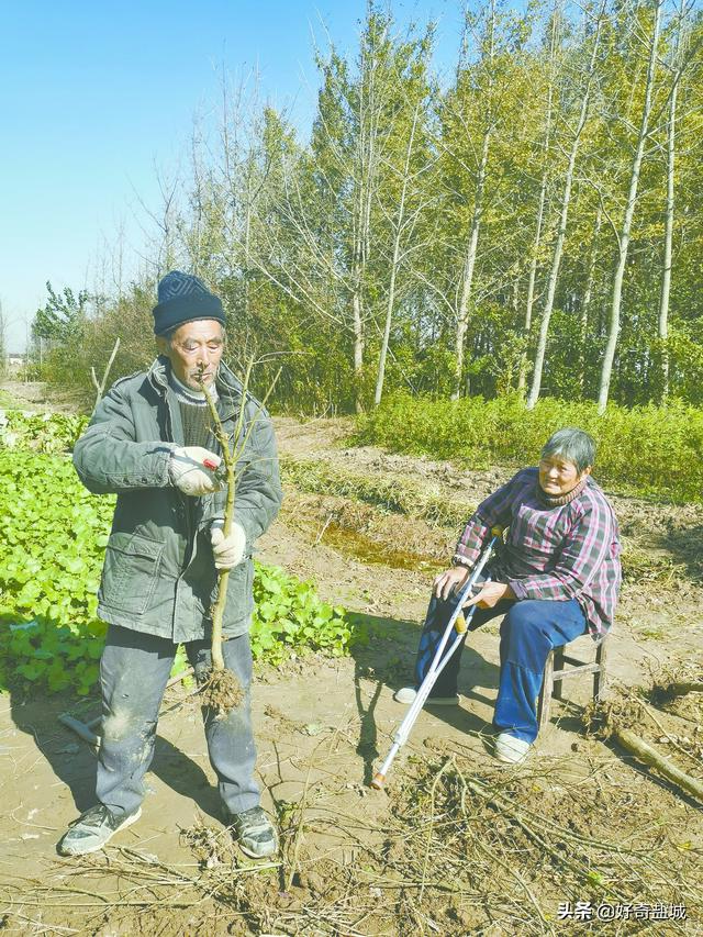 果樹苗批發(fā)基地三年苗各種苗大全櫻花，果樹苗批發(fā)基地三年苗各種苗大全廣西靈山？