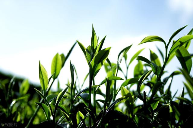 茶葉批發(fā)的進(jìn)貨渠道最便宜的地方在哪里，茶葉批發(fā)的進(jìn)貨渠道最便宜的地方是哪里？
