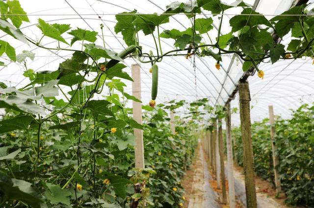 大量蔬菜怎樣找銷售渠道呢，大量蔬菜怎樣找銷售渠道呢視頻？