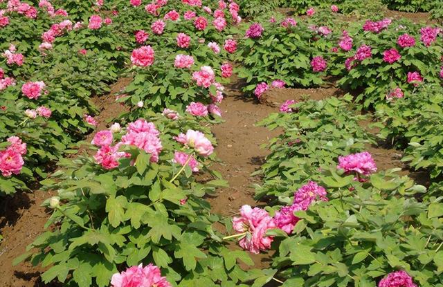 牡丹花苗批發(fā)價(jià)格表，牡丹花苗批發(fā)價(jià)格及圖片？