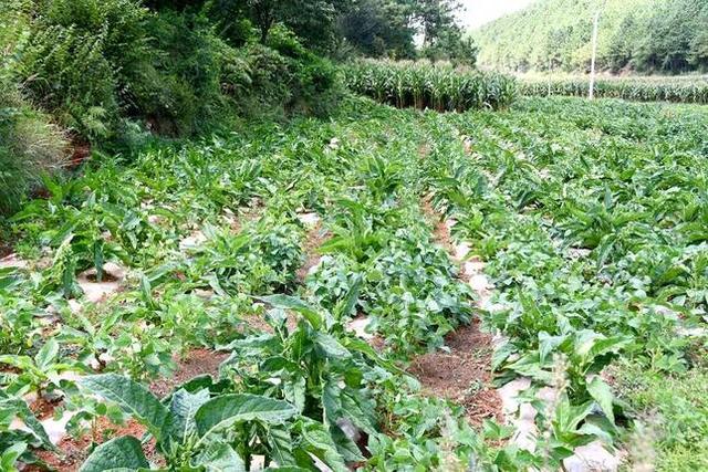 夾皮溝旱煙多少錢一斤，東北夾皮溝旱煙多少錢一斤？