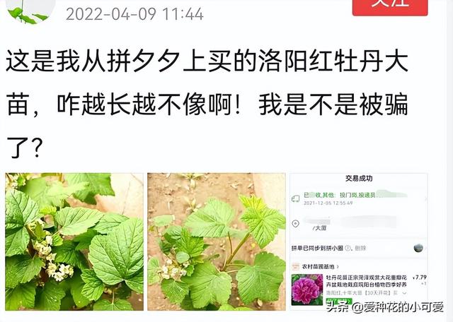 牡丹花苗批發(fā)價(jià)格，牡丹花苗批發(fā)價(jià)格淘寶？