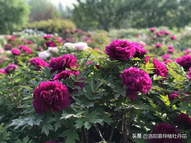 牡丹花苗價(jià)格_產(chǎn)地貨源，牡丹花苗批發(fā)價(jià)格？