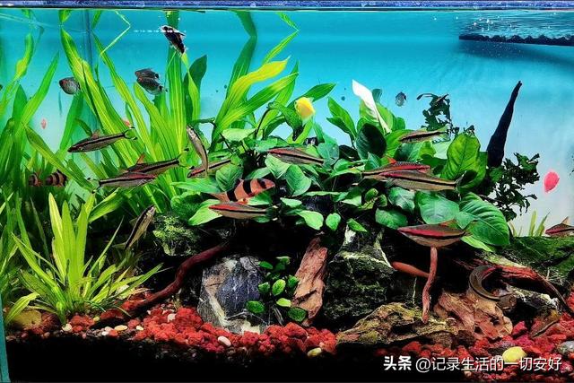 淘寶哪家沉木好，淘寶哪家沉木好賣？