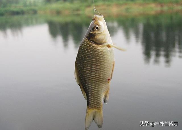 拼多多買魚餌料可靠嗎，拼多多上魚餌是不是正品？