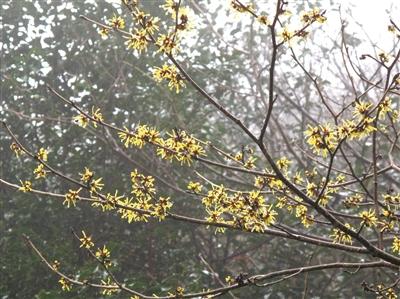金縷梅茶葉圖片，金縷梅茶葉圖片大全？