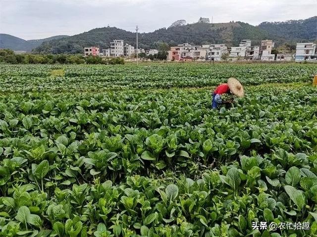 淘寶拼多多熱銷脫水菜芯貨源拿貨是真的嗎，淘寶拼多多熱銷脫水菜芯貨源拿貨是真的嗎還是假的？